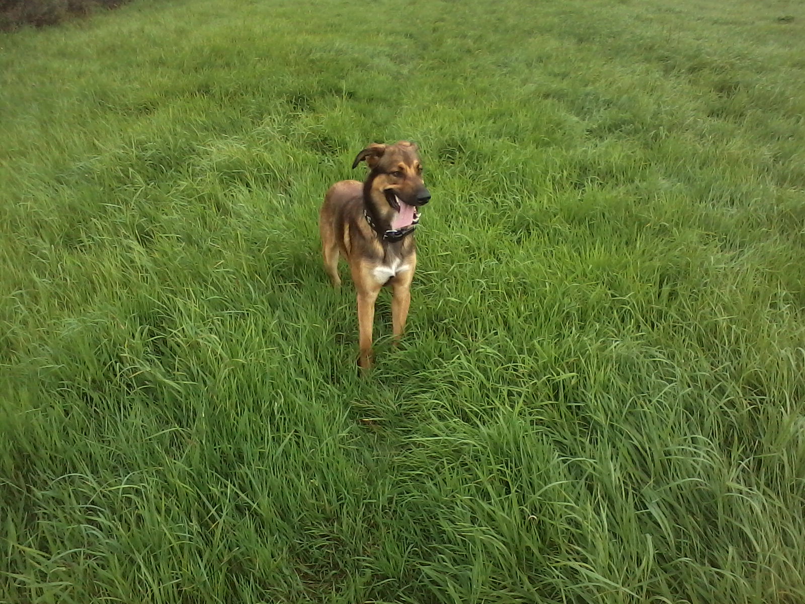 Maylow (Malinois, Rhodesian Ridgeback) Malinois Rhodesian Ridgeback 